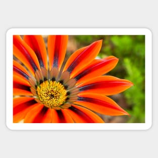 Gazania Sticker